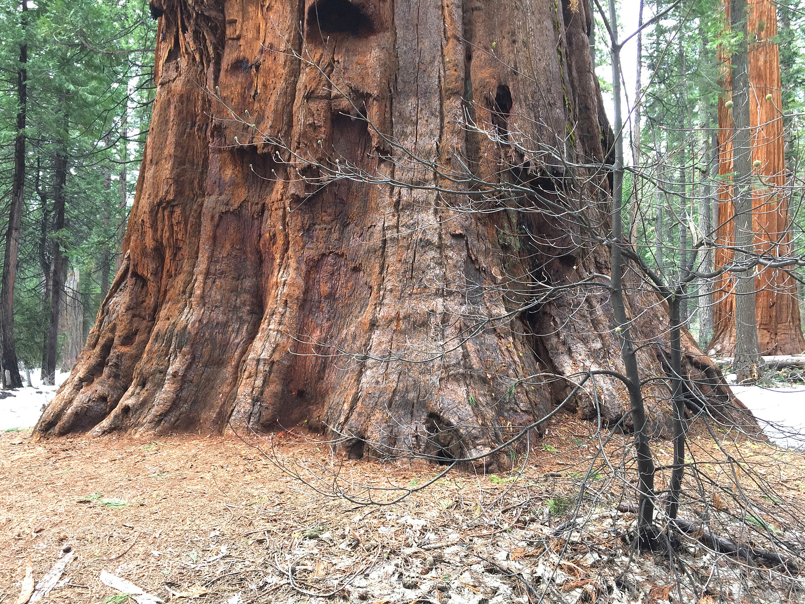 Apple iPhone 6 sample photo. Giant sequoia photography