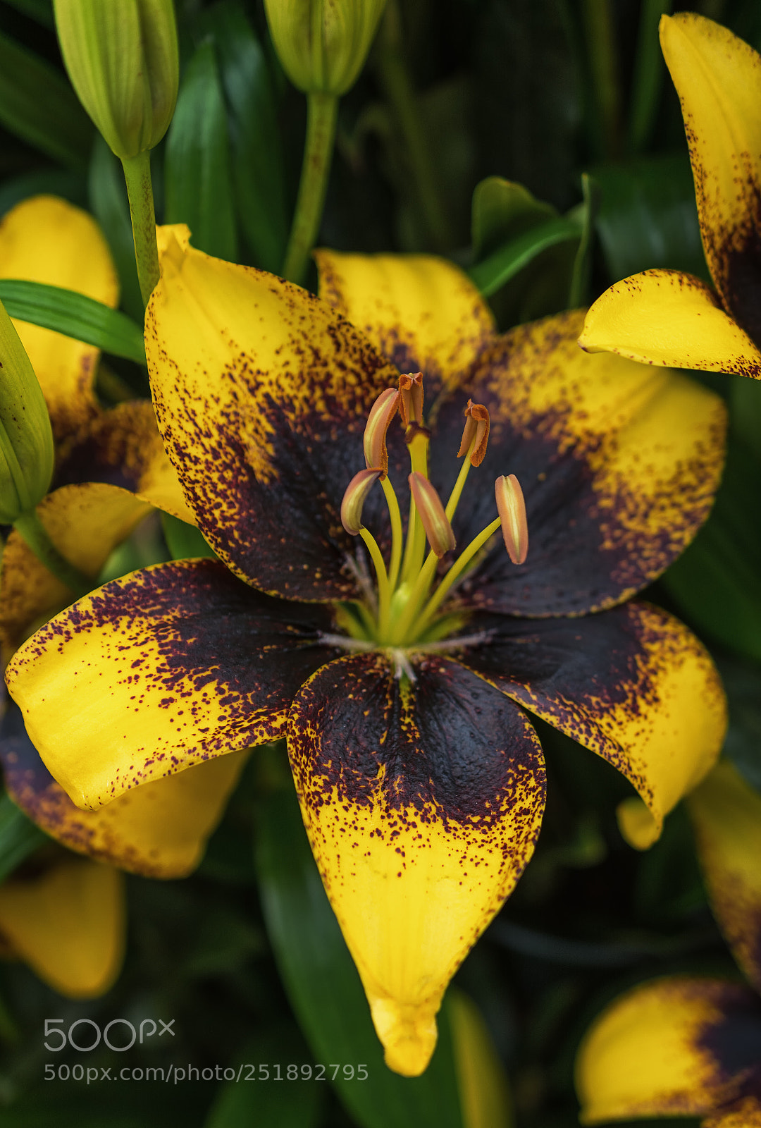 Nikon D7100 sample photo. Yellow lily flower with photography