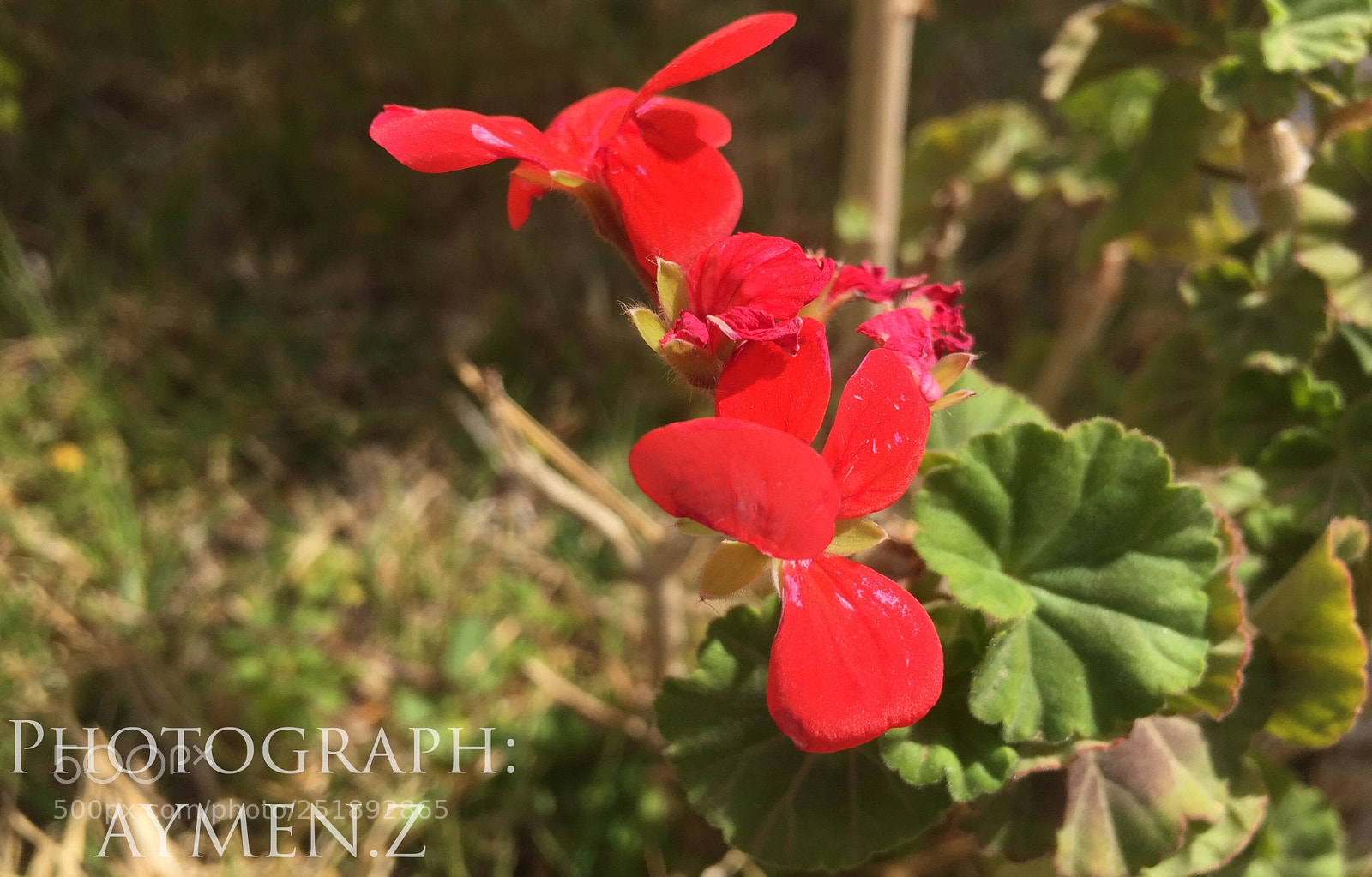 Apple iPhone 6 sample photo. Nature  photography
