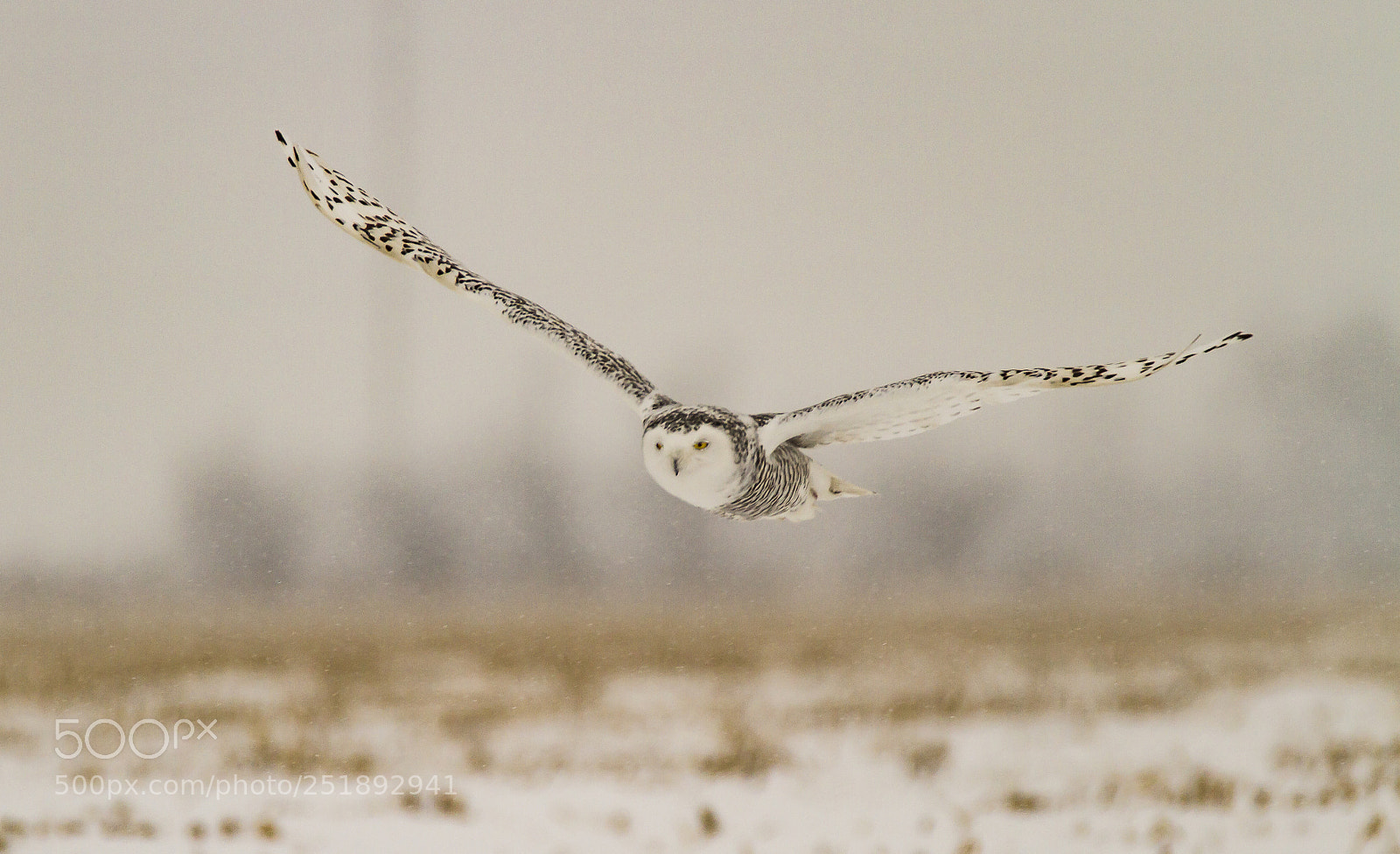 Canon EOS 7D sample photo. Snowy owl in flight photography