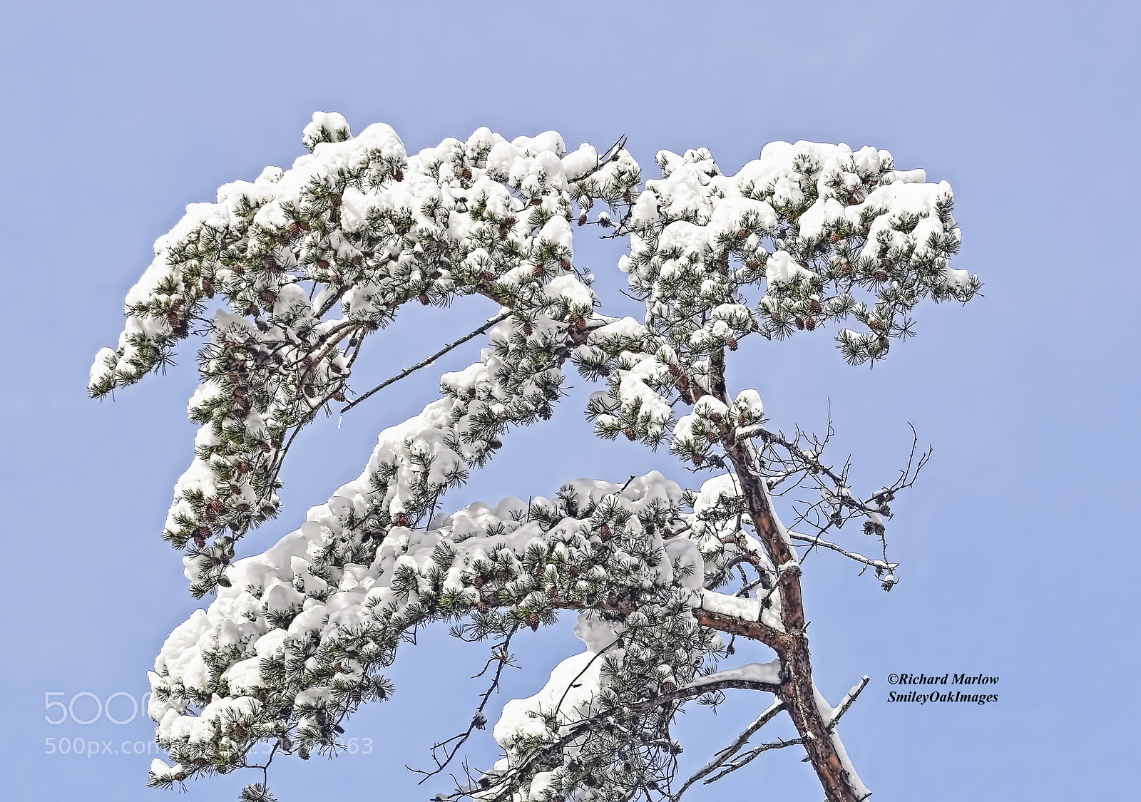 Nikon D5000 sample photo. Snow covered tree photography