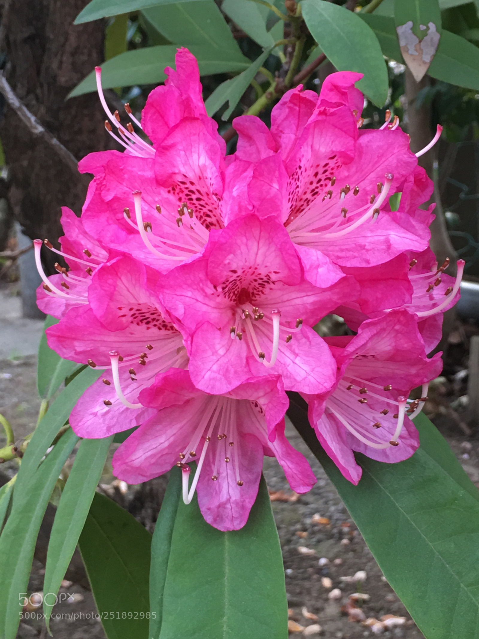 Apple iPhone 6s Plus sample photo. Spring2018 flowers photography