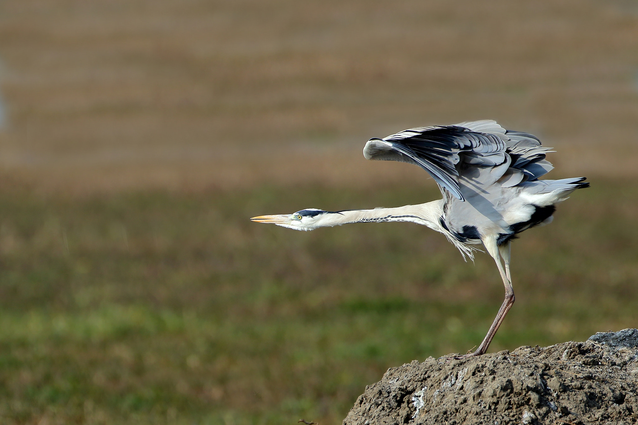 Canon EF 500mm F4L IS USM sample photo. Morning yoga... photography