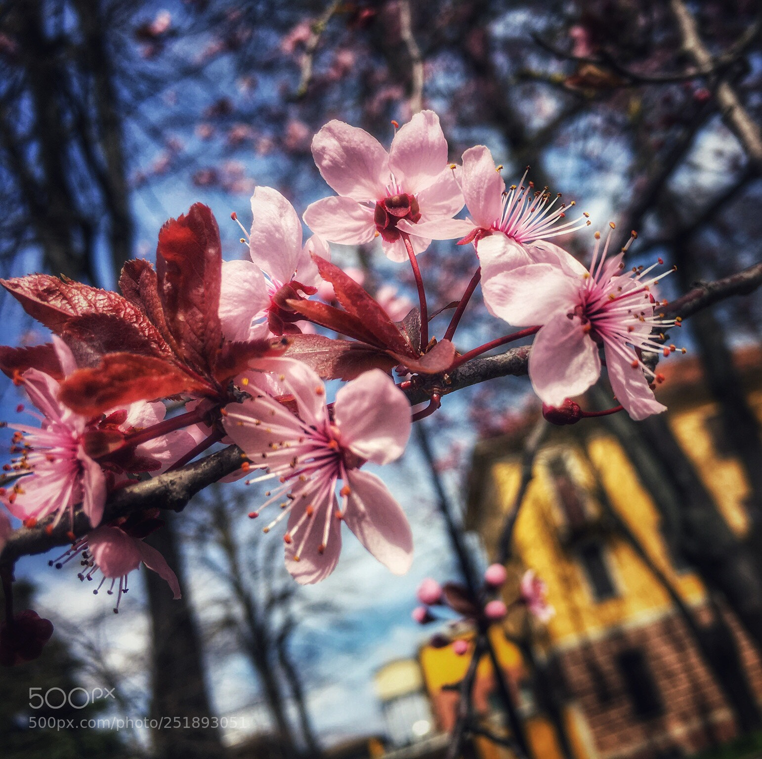 Apple iPhone 6s sample photo. Spring  photography