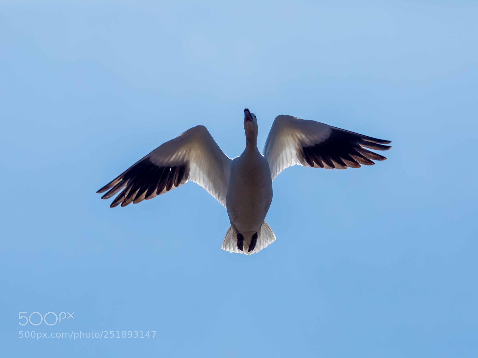 Canon EOS 5D Mark IV sample photo. Snow goose photography
