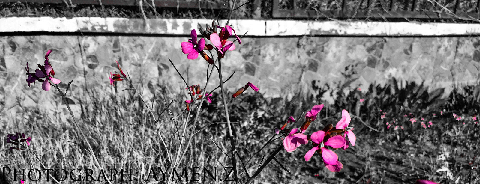 Apple iPhone 6 sample photo. Nature  photography