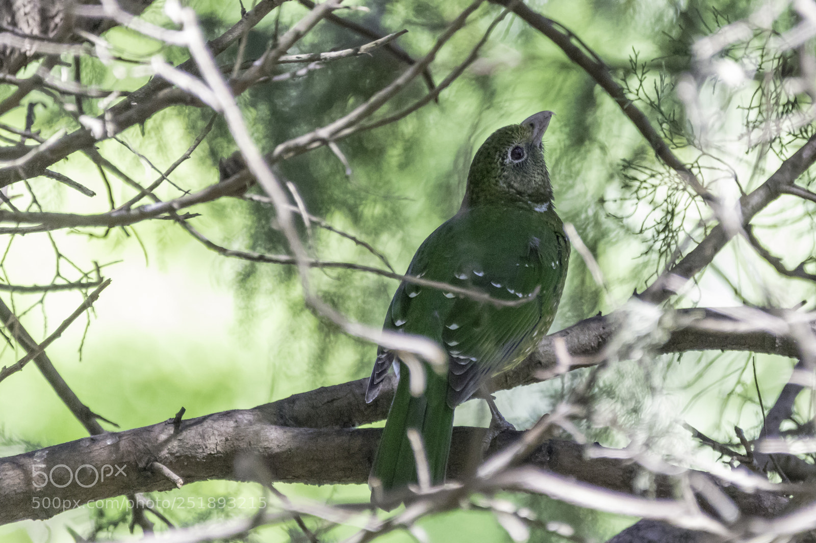 Canon EOS 5DS sample photo. Green catbird photography