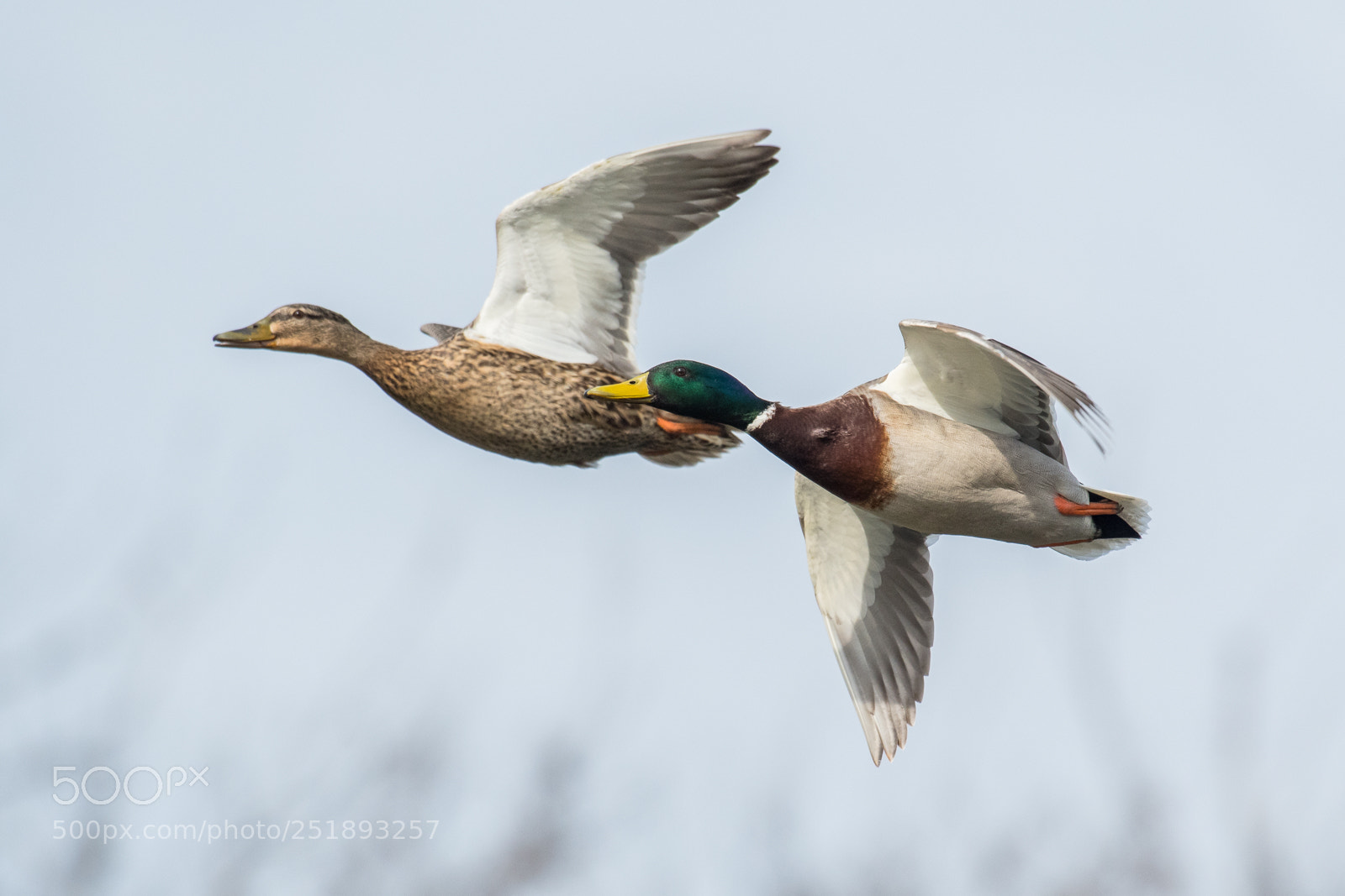 Nikon D500 sample photo. Couple in flight photography
