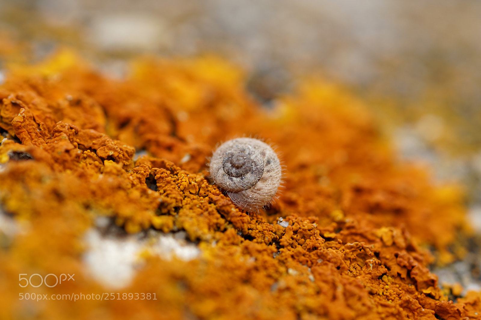 Sony a6500 sample photo. Escargot photography
