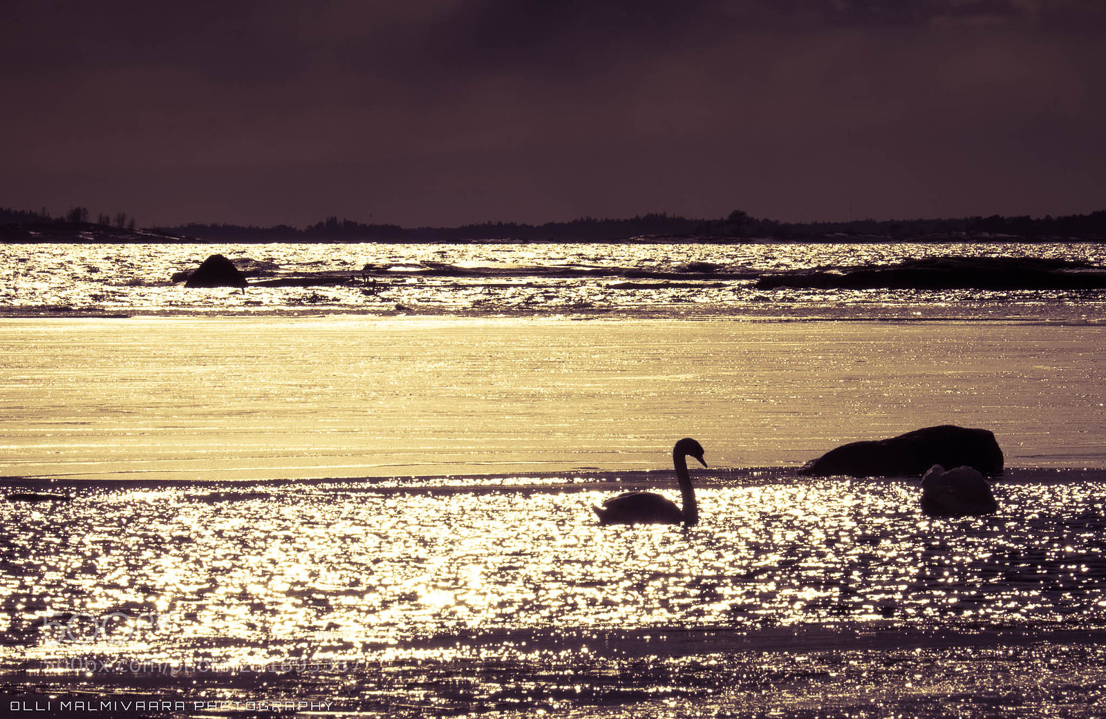 Fujifilm X-E2 sample photo. Cool water's swan photography