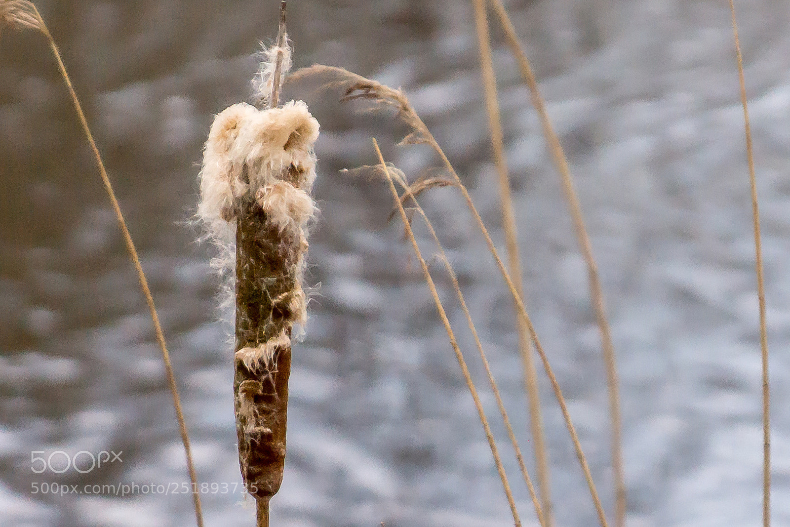 Sony SLT-A77 sample photo. Reedmace photography
