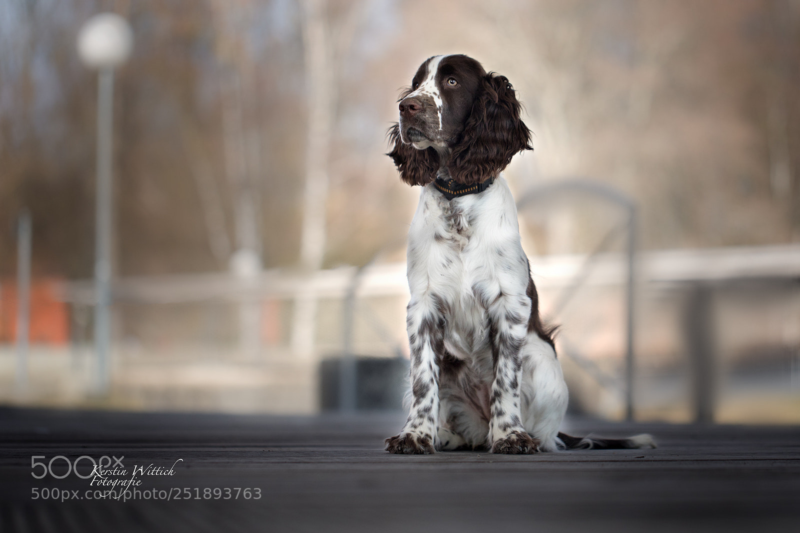 Canon EOS 5D Mark IV sample photo. Welsh springer spaniel kaja photography