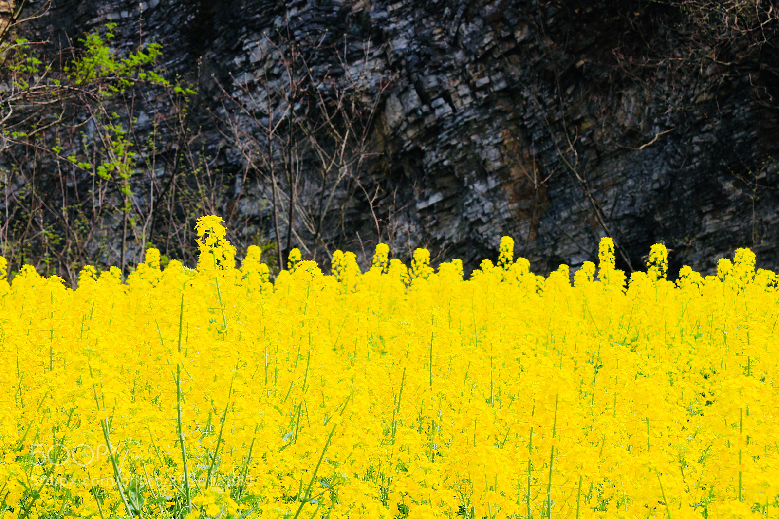 Canon EOS 700D (EOS Rebel T5i / EOS Kiss X7i) sample photo. Untitled photography