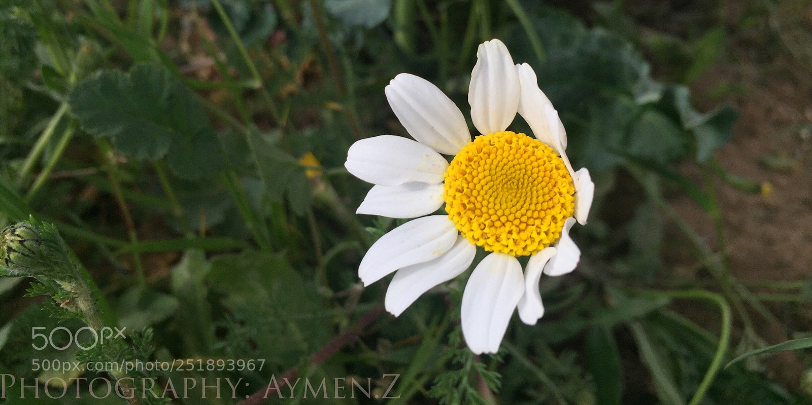 Apple iPhone 6 sample photo. Nature photography