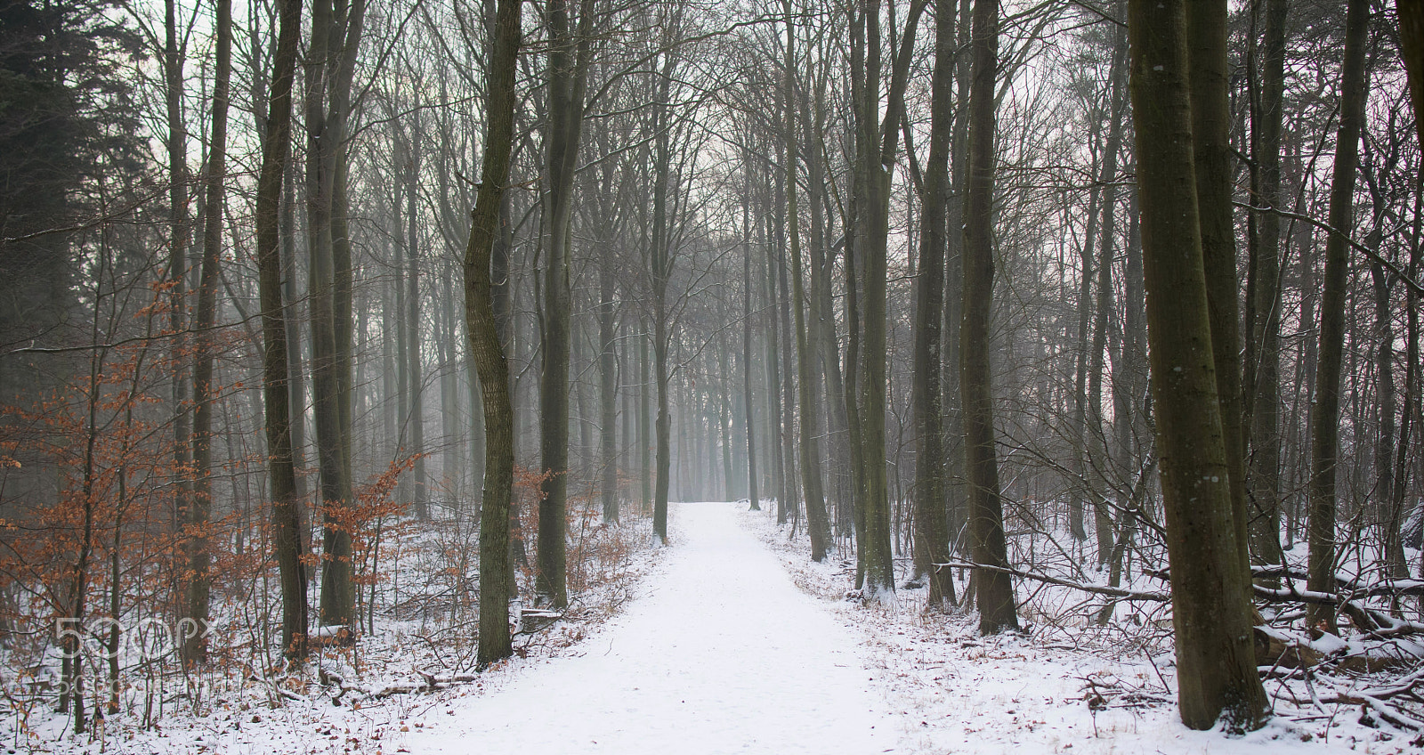 Nikon D3300 sample photo. The path... photography
