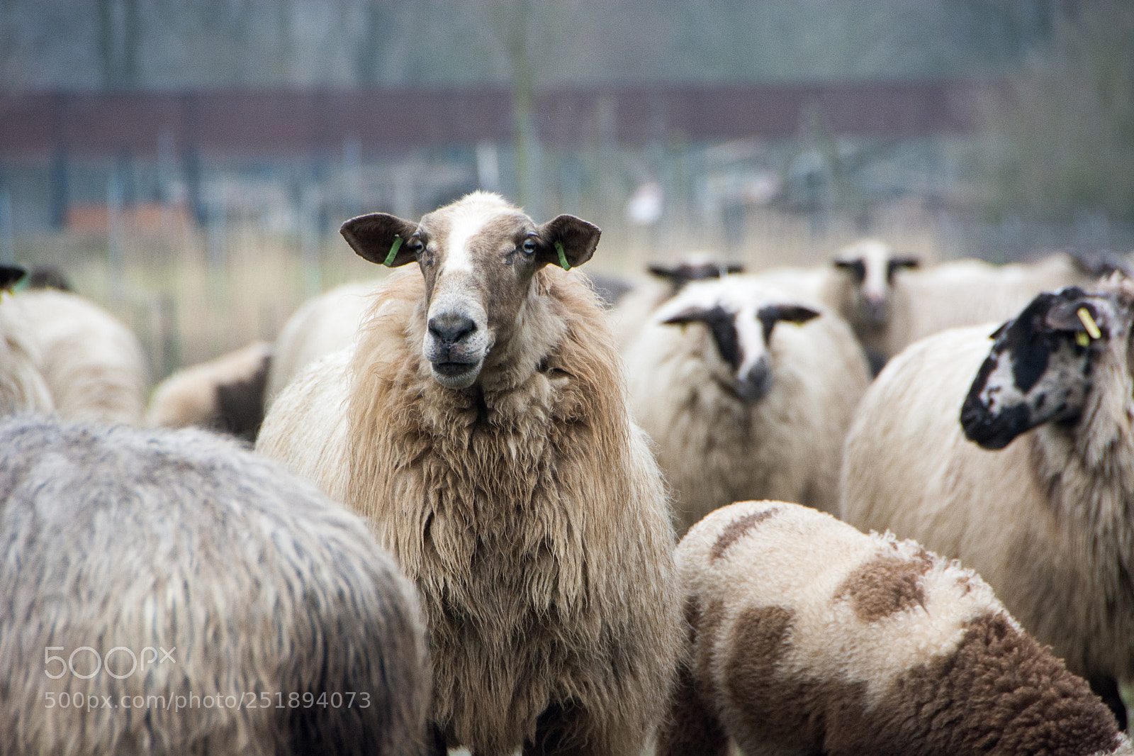 Nikon D7100 sample photo. Sheep photography