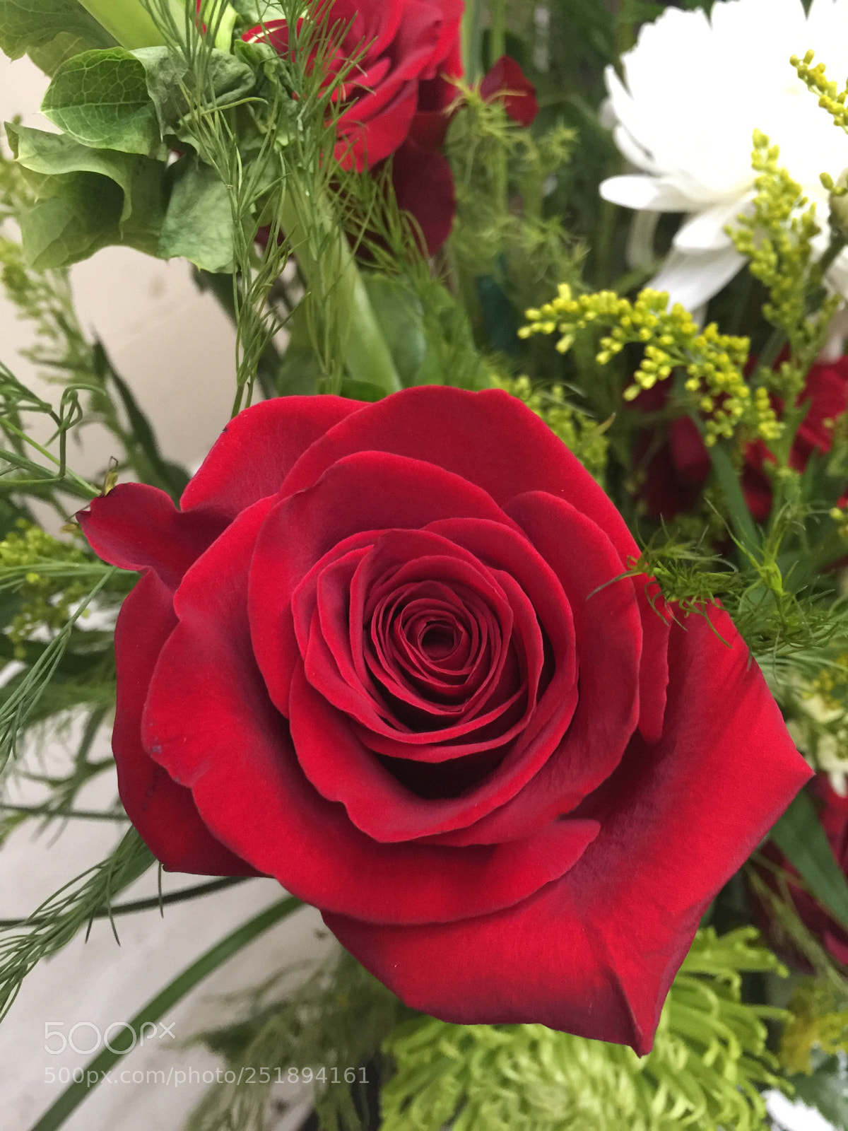 Apple iPhone 6 Plus sample photo. Today’s flower ?  photography