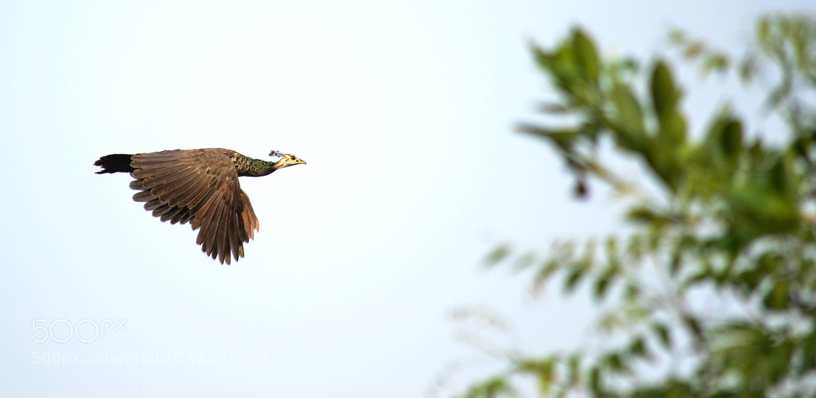Nikon D3100 sample photo. Peahen !! photography