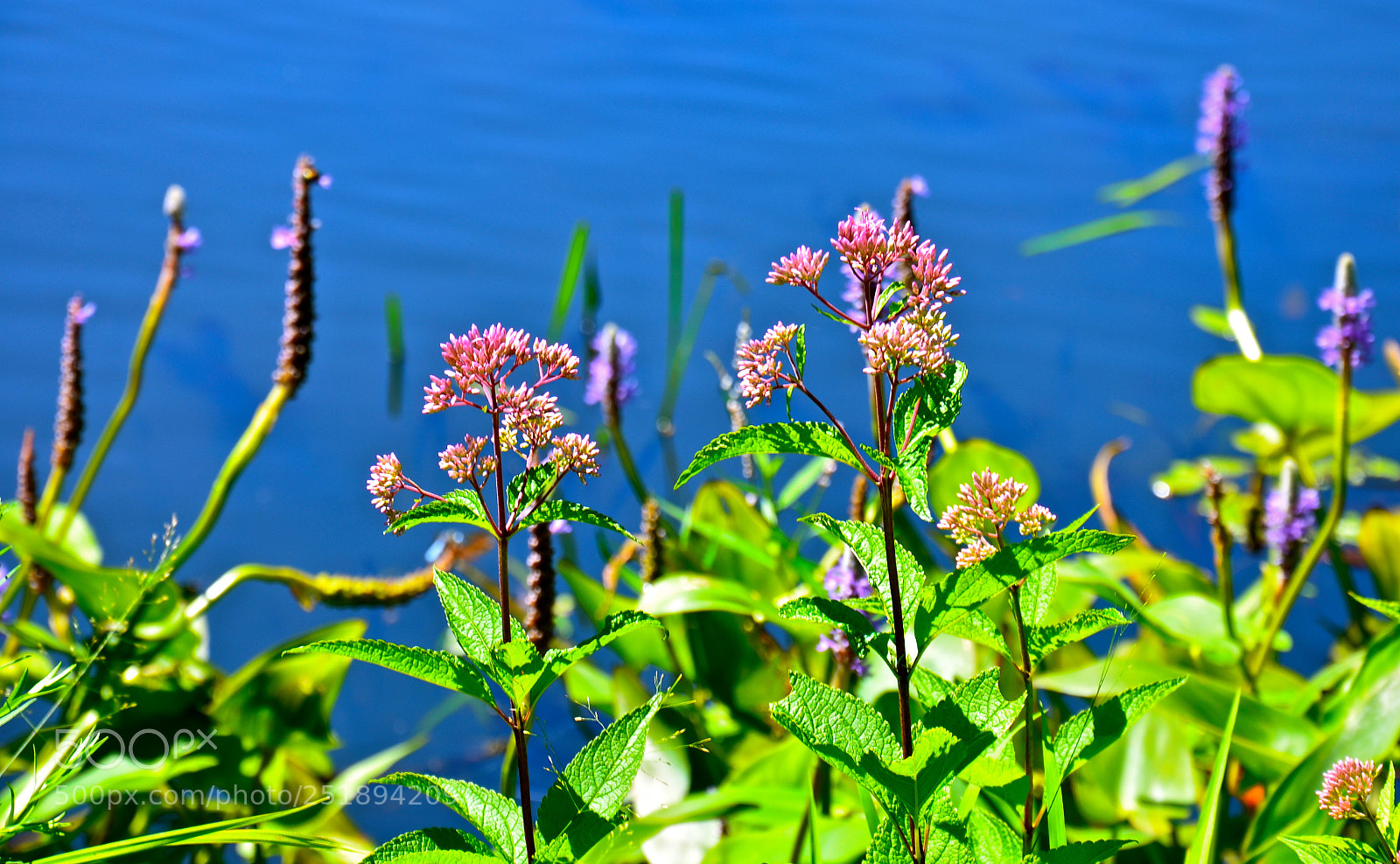 Nikon D7000 sample photo. Along the quinnipiac river photography