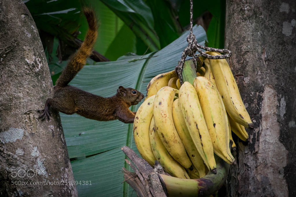 Nikon D5300 sample photo. Squirrel and bananas photography
