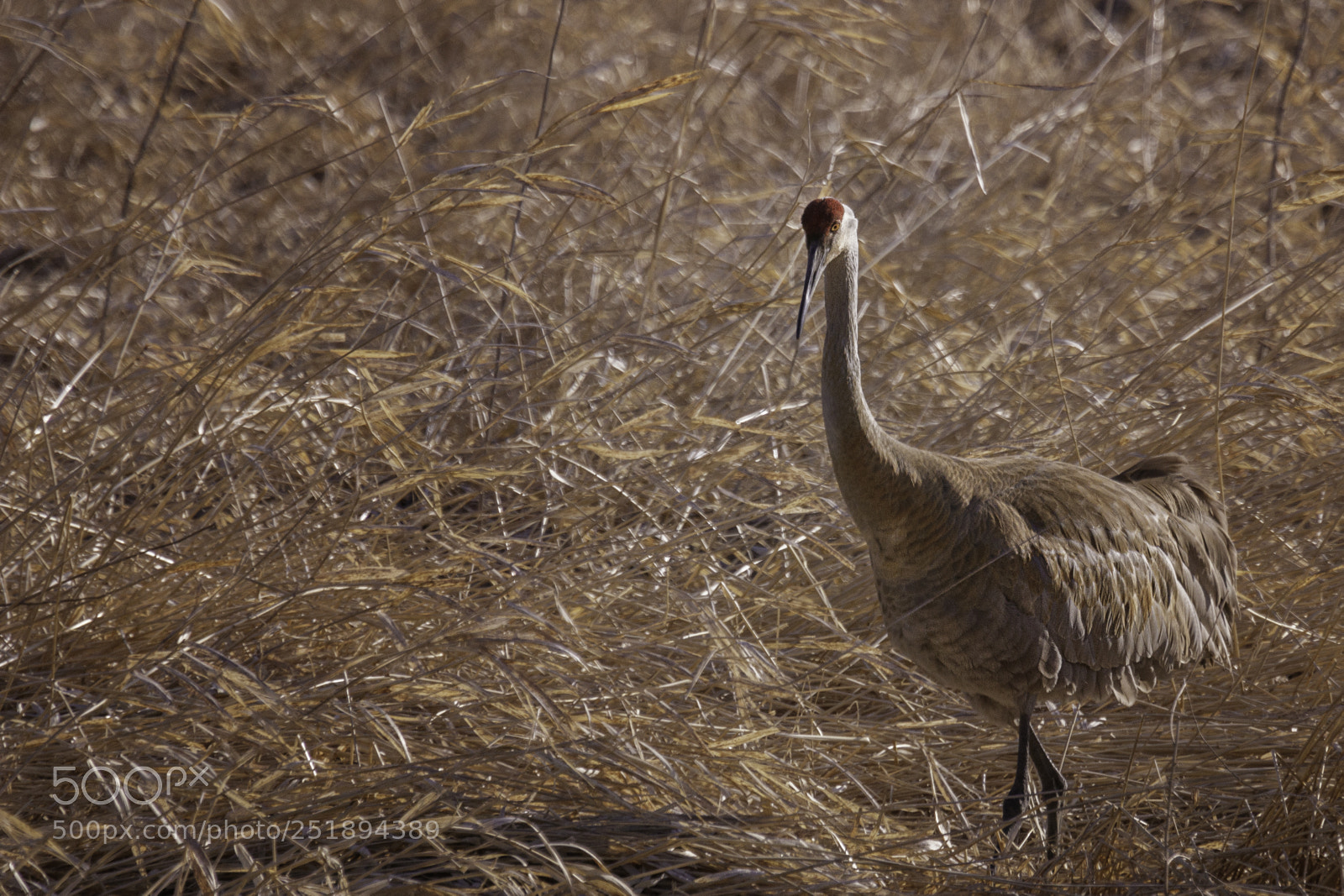 Canon EOS 80D sample photo. Sandhill crane at whitewater photography