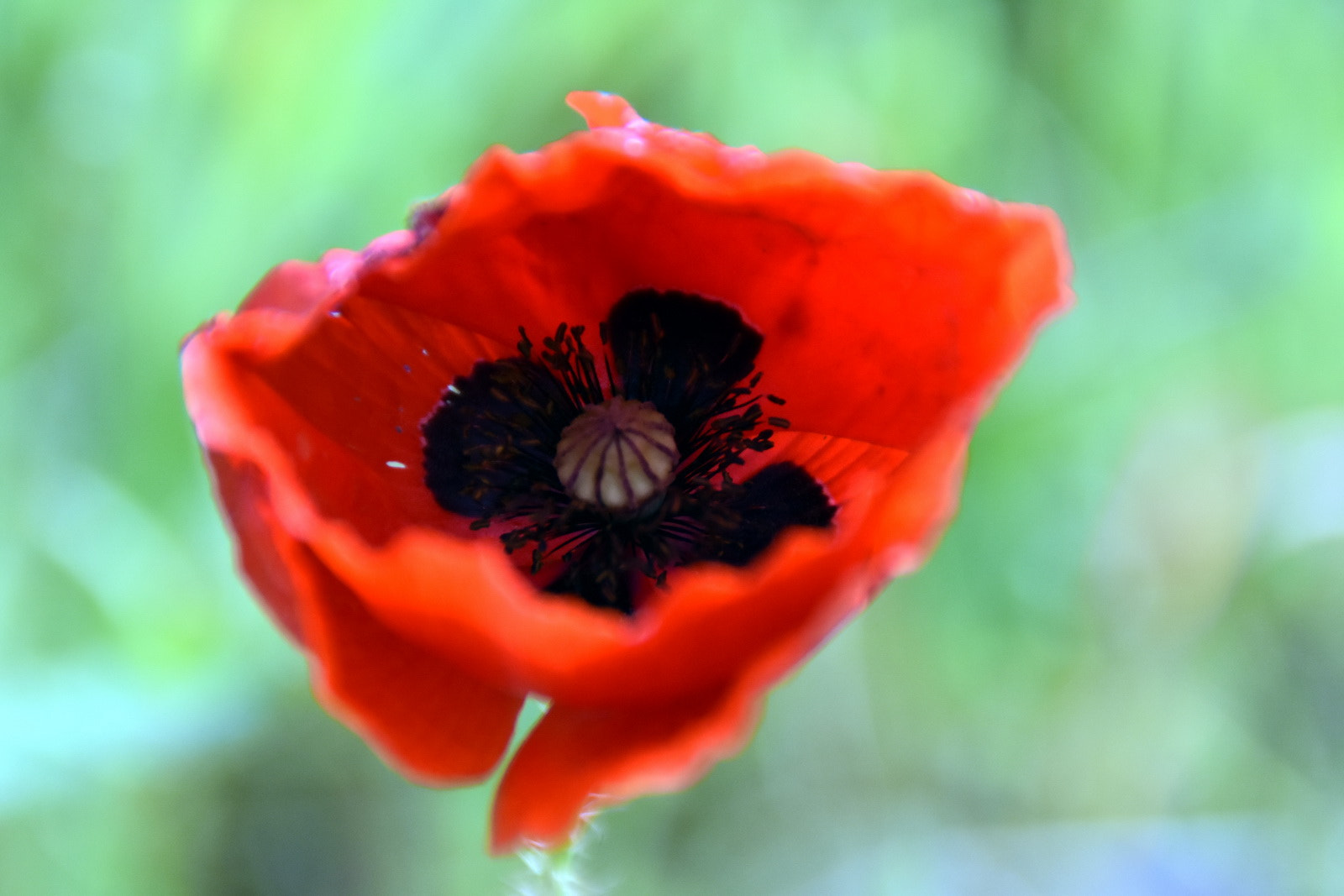 Nikon D7200 sample photo. A photography