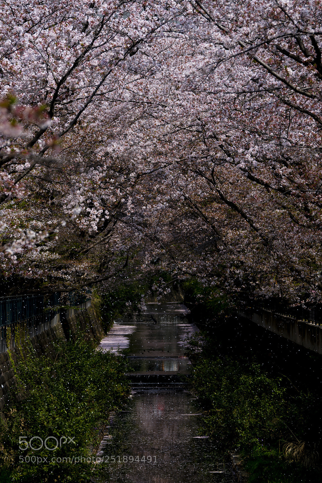 Sony a7R II sample photo. At asao river photography