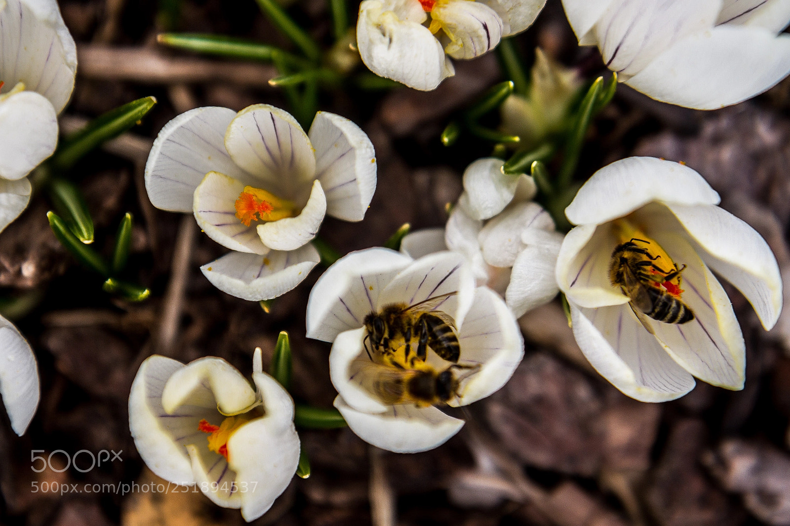 Canon EOS 7D sample photo. Bee photography