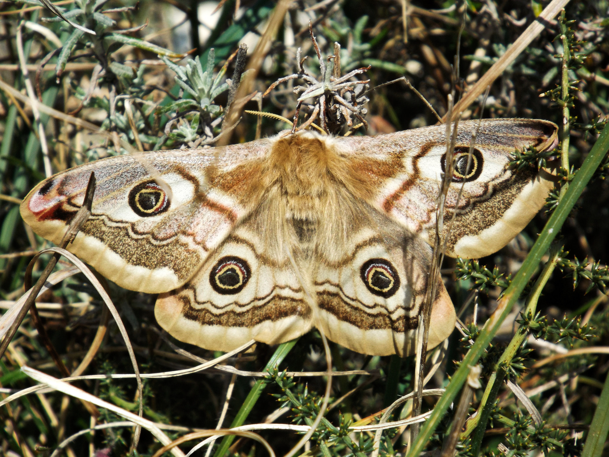 Fujifilm FinePix S4800 sample photo. Butterfly photography