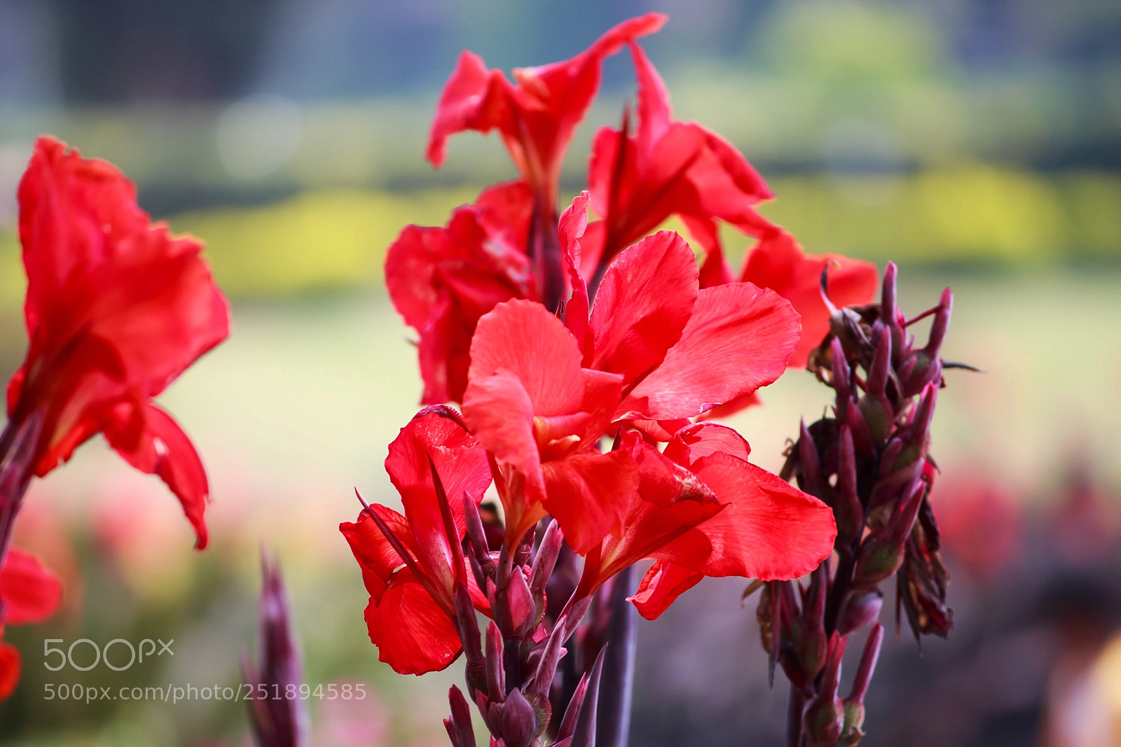 Canon EOS 700D (EOS Rebel T5i / EOS Kiss X7i) sample photo. Bright red photography