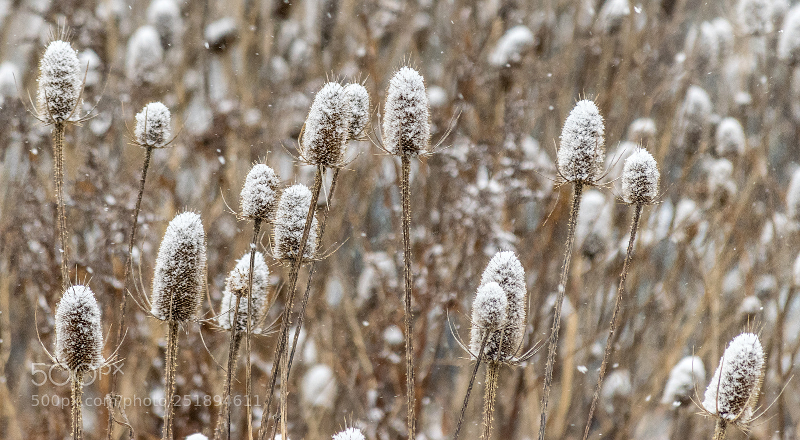 Nikon D3300 sample photo. A bed of teesles photography