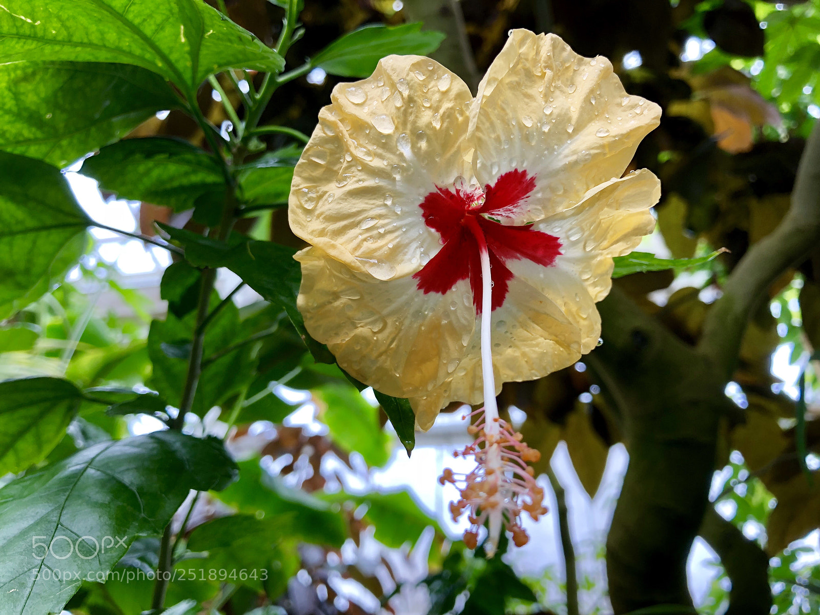 Apple iPhone X sample photo. Hibiscus  photography