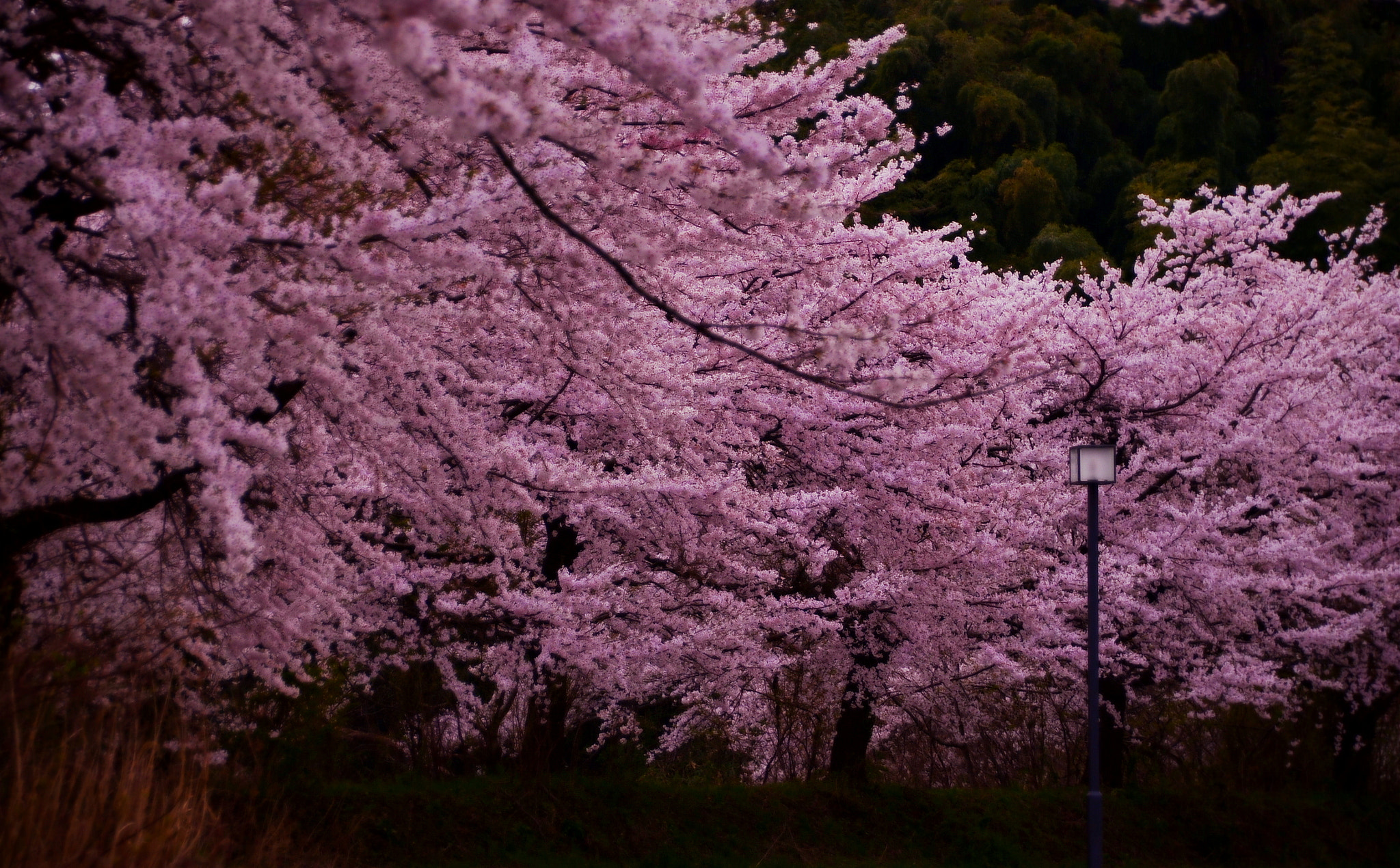 Sigma 18-250mm F3.5-6.3 DC Macro OS HSM sample photo. Sakura photography
