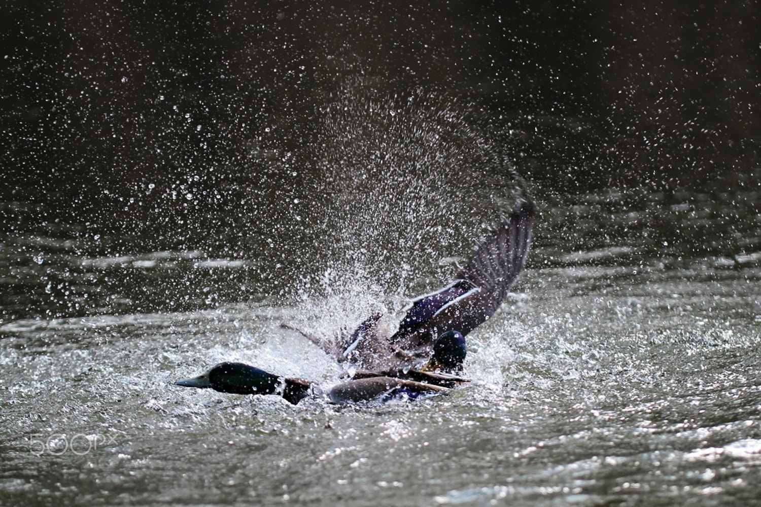 Sigma 50-100mm F1.8 DC HSM Art sample photo. Brawl photography
