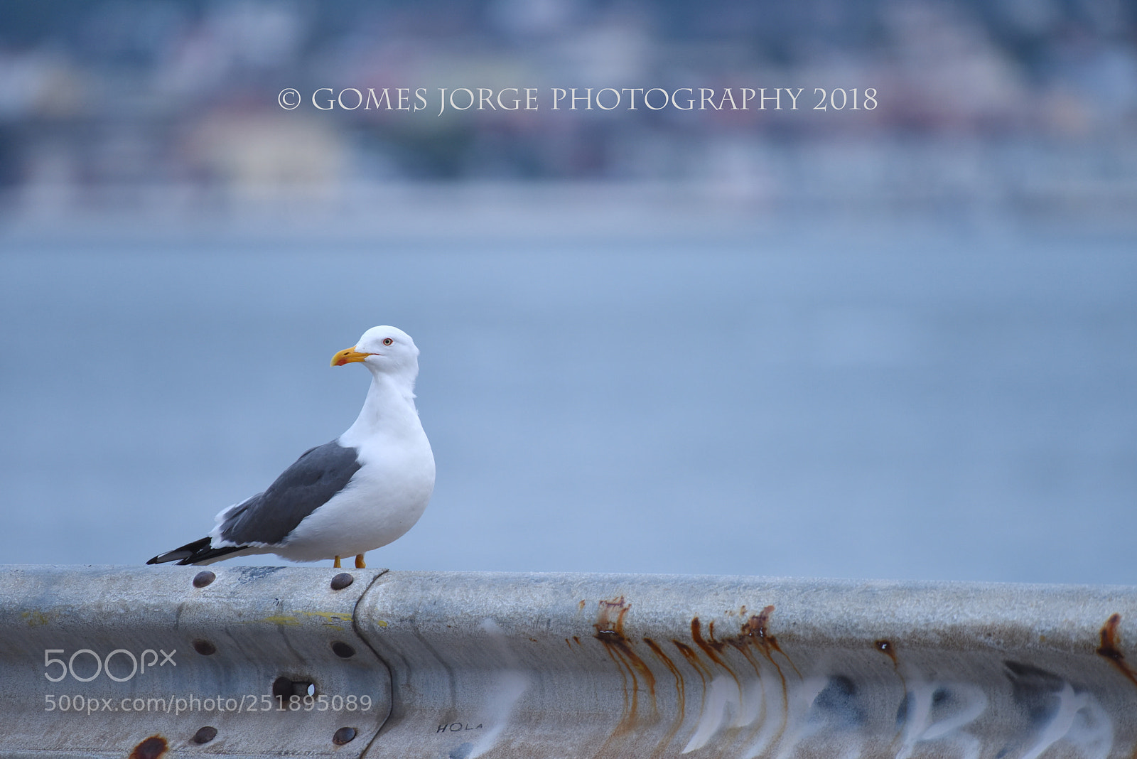 Nikon D810 sample photo. Maritime bird.. photography