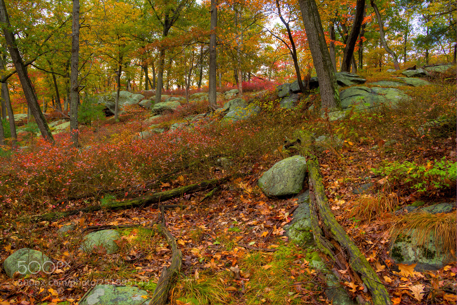 Canon EOS 60D sample photo. Wooded hillside, bear mountain photography