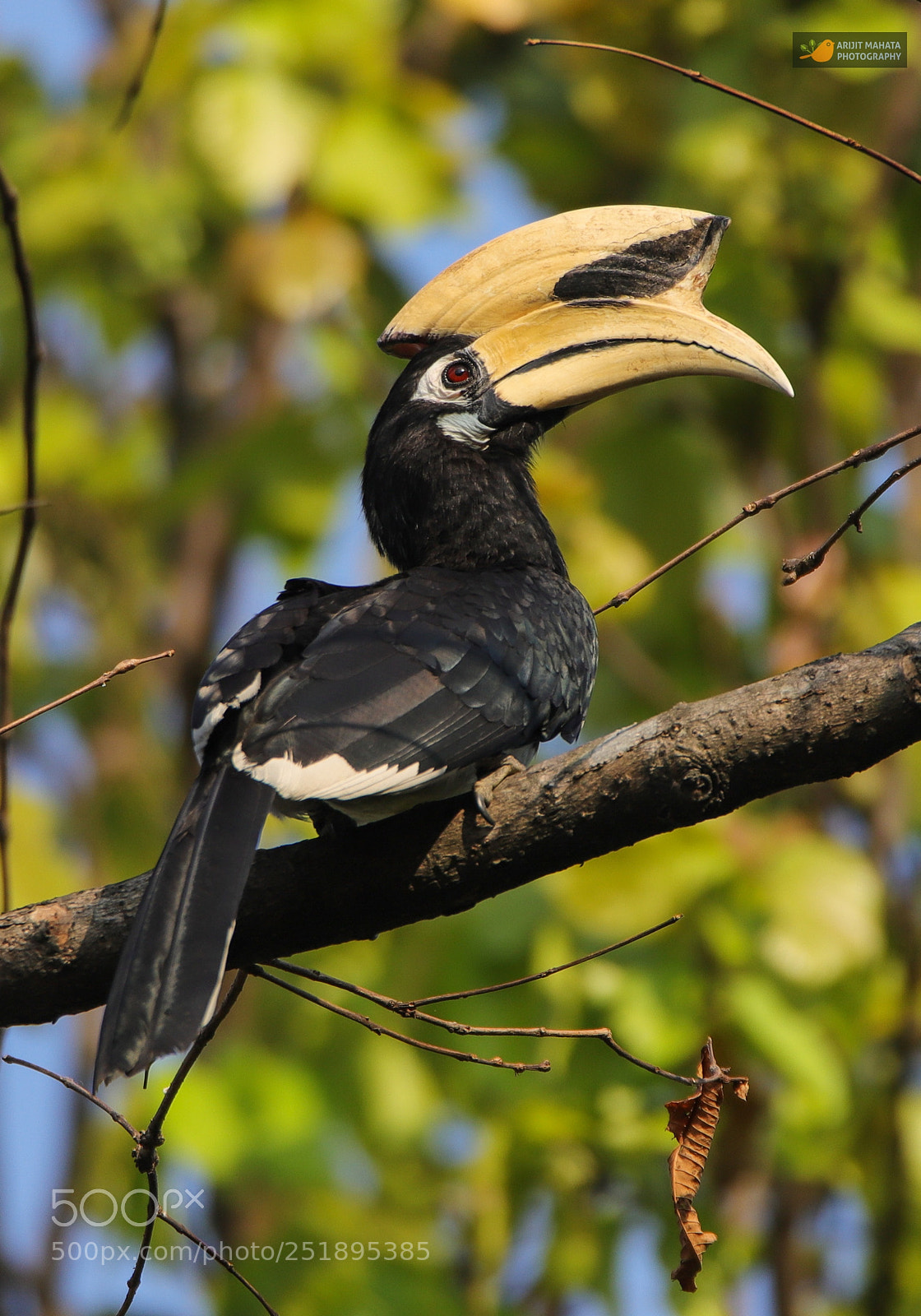 Canon EOS 6D Mark II sample photo. Oriental pied hornbill...... photography