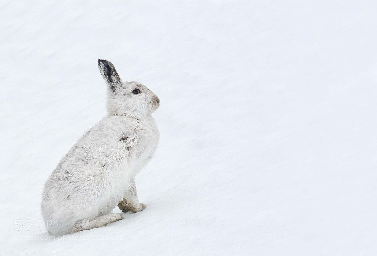 Nikon D4 sample photo. Mountain hare, highlands, scotland photography