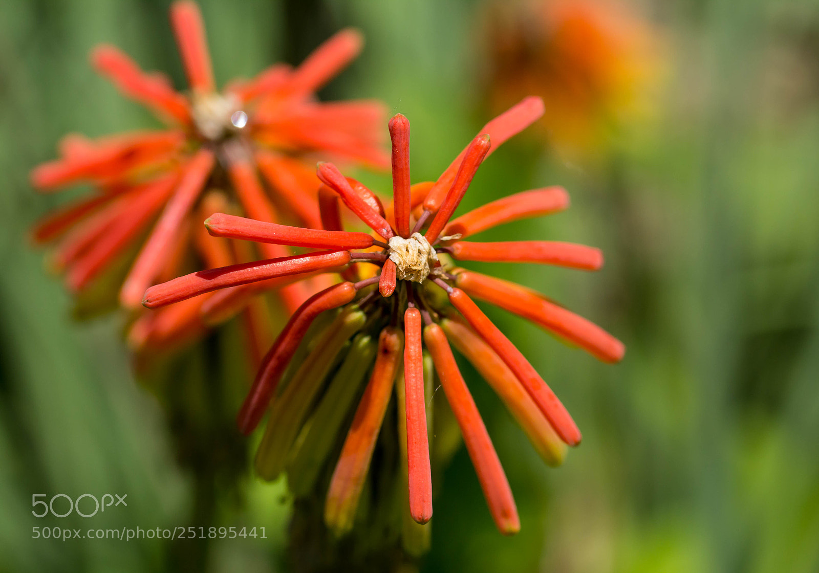 Canon EOS 60D sample photo. Knifophia (red hot poker) photography