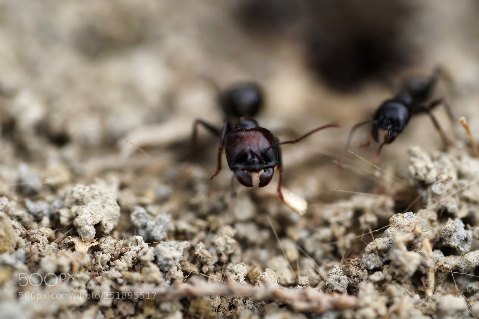Sony a6500 sample photo. Fourmis photography