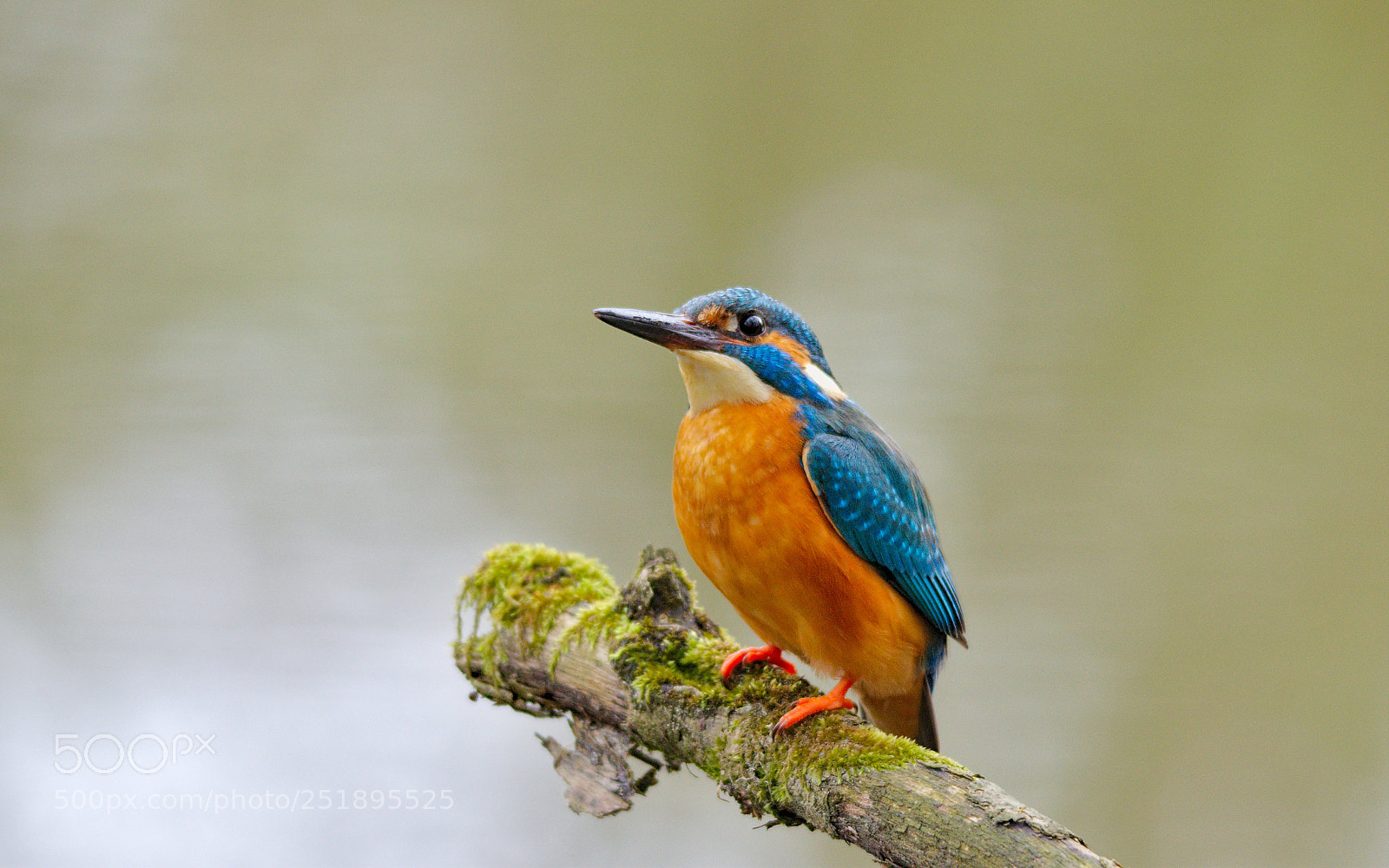 Pentax K-5 II sample photo. Kingfisher photography