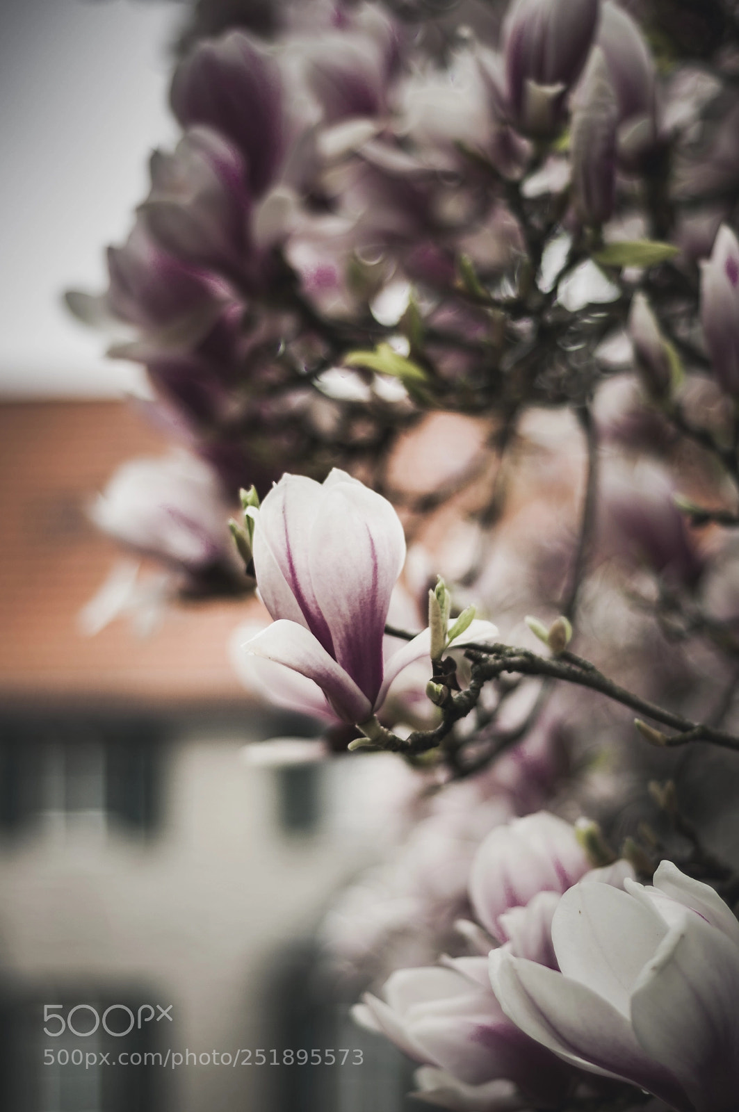 Nikon D90 sample photo. Purple flower photography