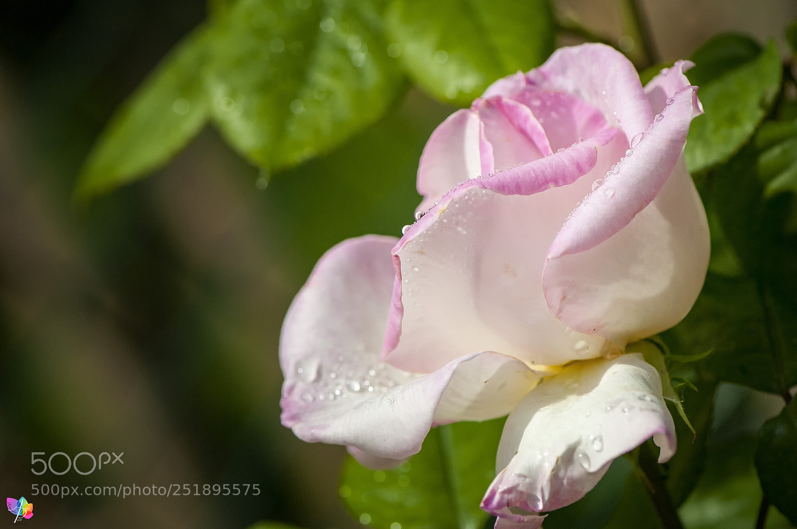 Nikon D300 sample photo. Rose apr s la photography