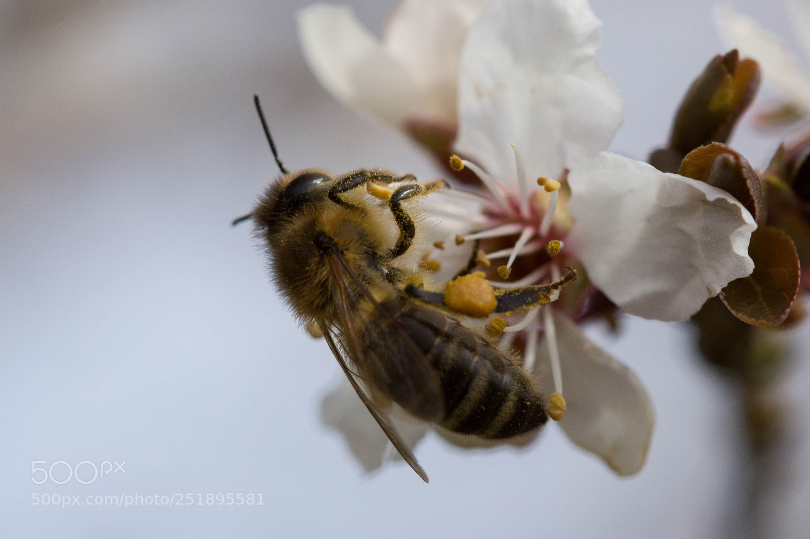 Canon EOS 60D sample photo. Willi photography