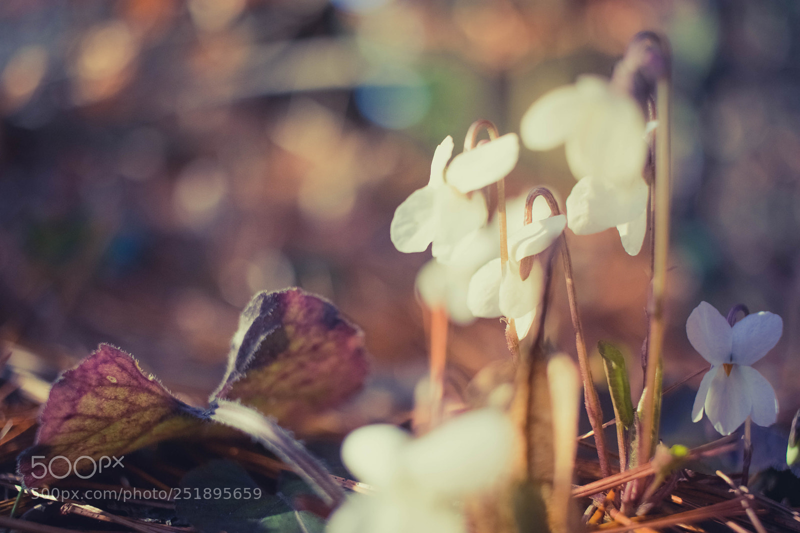 Canon EOS 77D (EOS 9000D / EOS 770D) sample photo. White violet photography