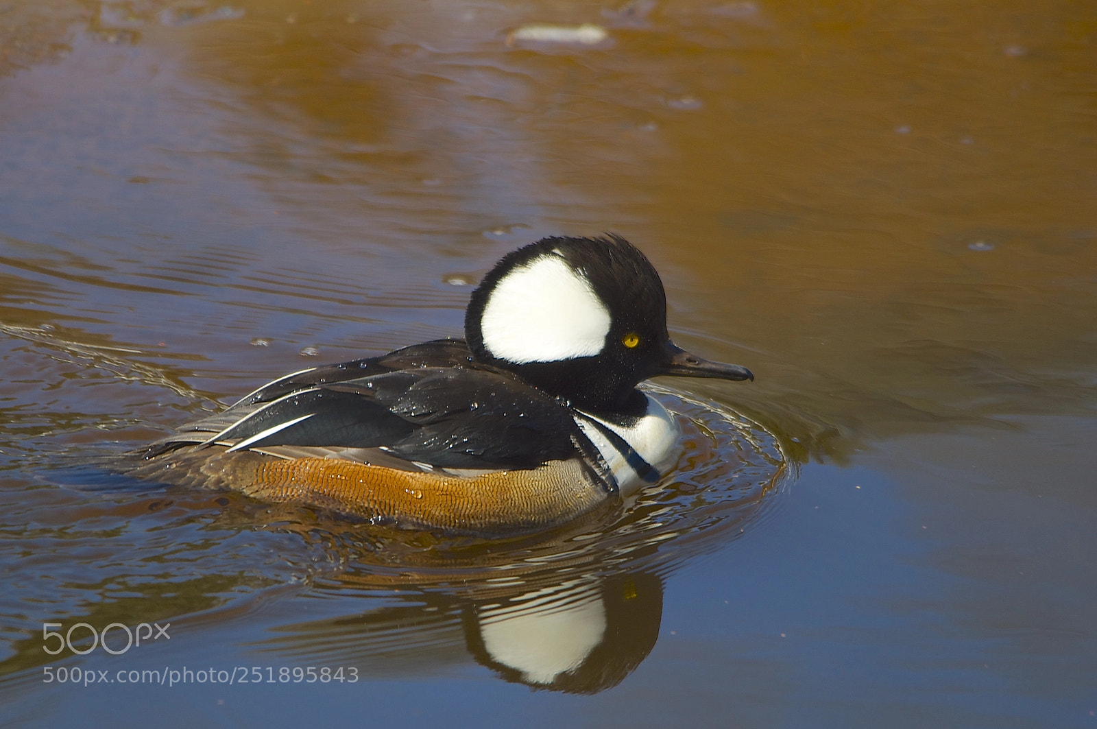 Nikon D5000 sample photo. Hooded merganser photography