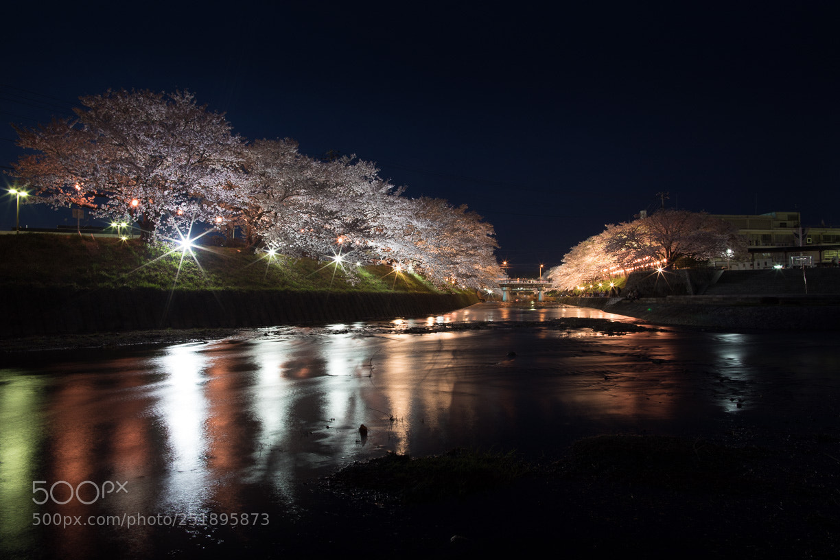 Canon EOS 5D Mark IV sample photo. Cherry tree photography
