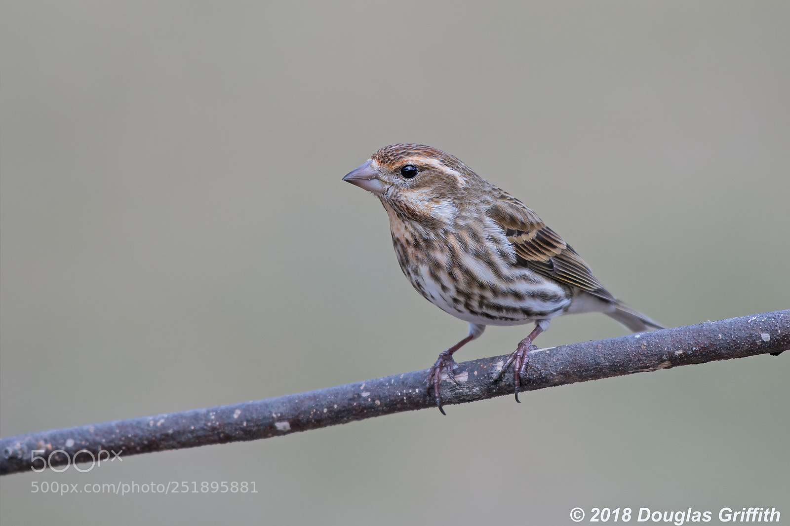 Nikon D500 sample photo. Female purple finch haemorhous photography