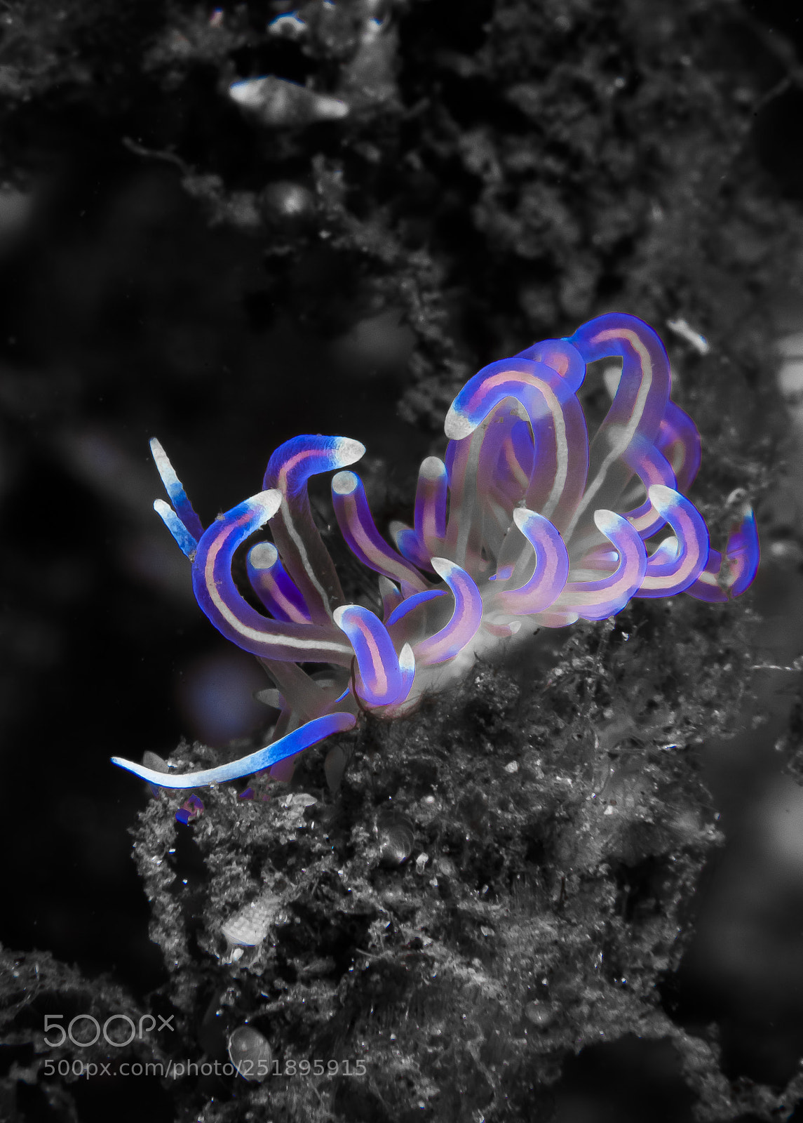 Canon EOS 5D Mark IV sample photo. Phyllodesmium opalescens photography