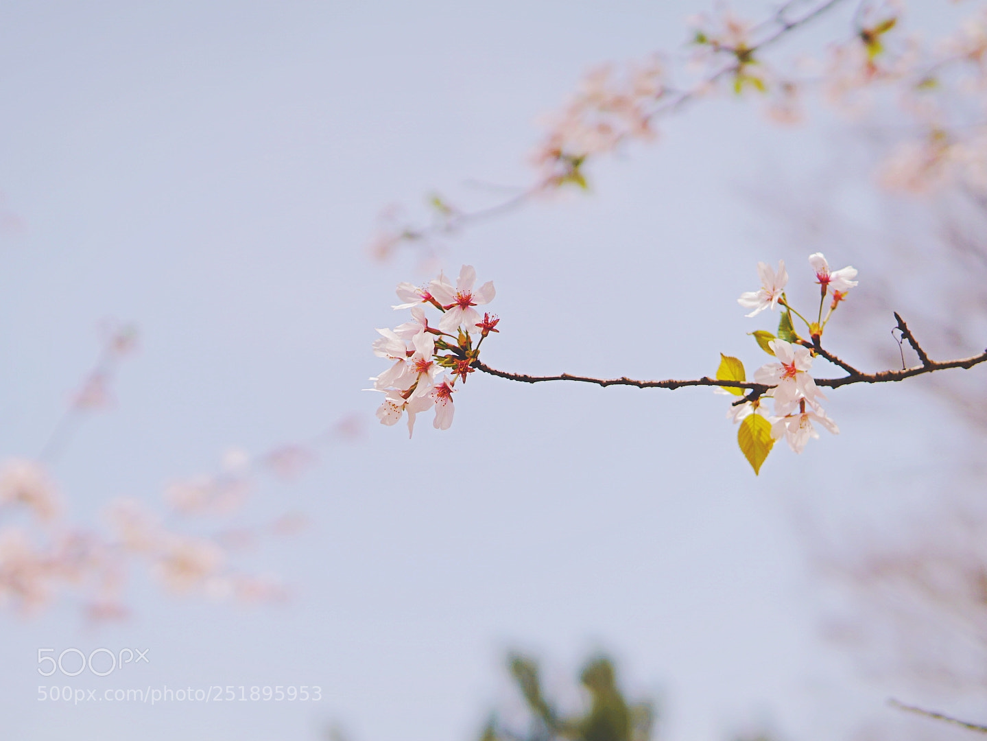Sony a6000 sample photo. Untitled photography
